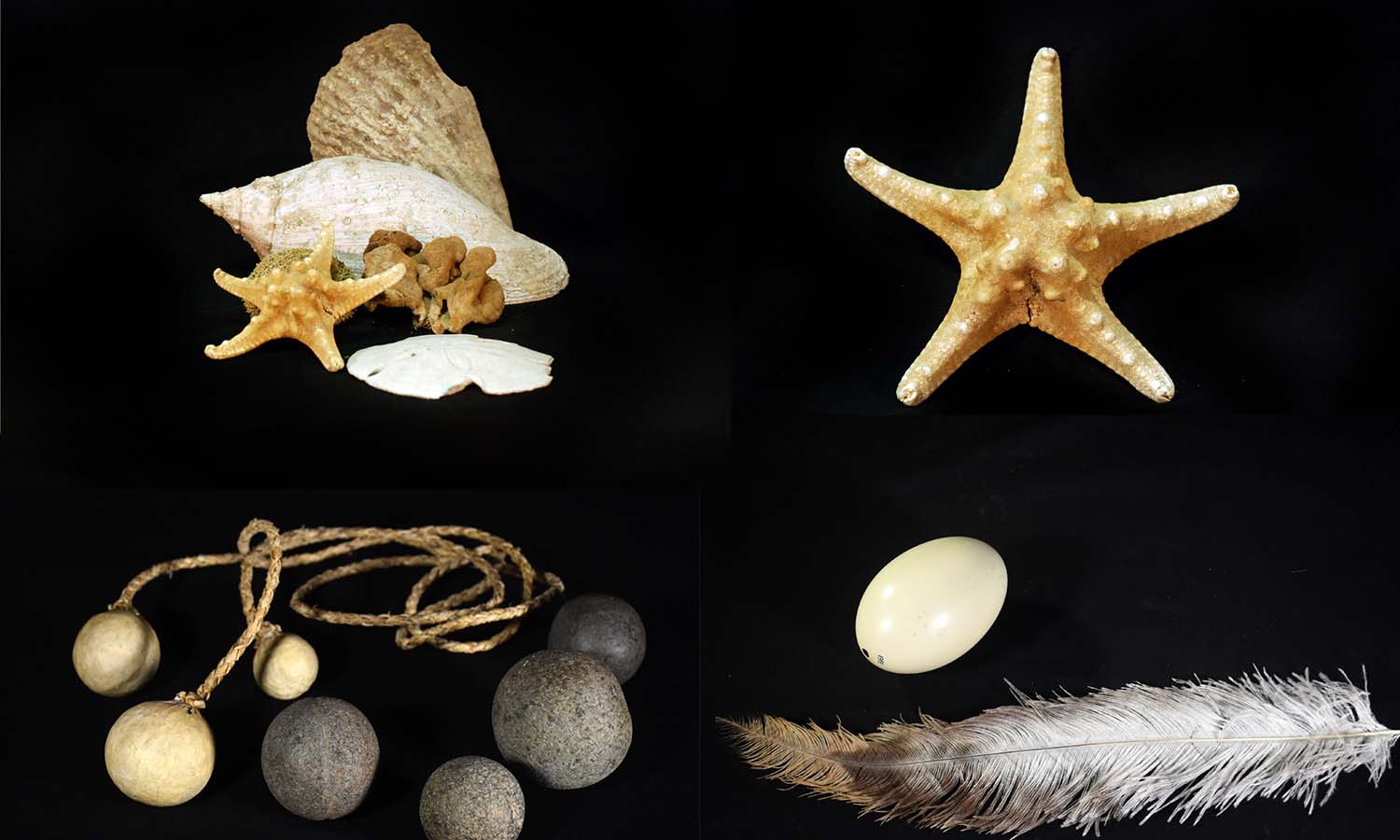 Serie de fotografías de diferentes objetos sobre fondo negro: dos estrellas de mar, pluma y huevo de ñandú, boleadoras con y sin tiento, molusco, dólar de mar, esponja, fragmento de cerámica corrugada.