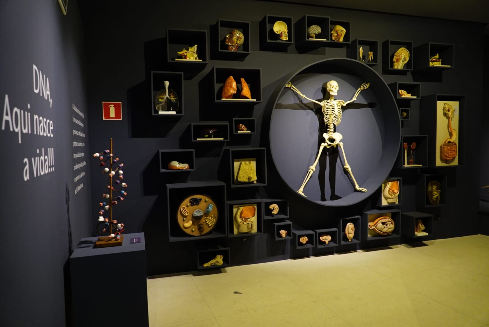 Colección diversa que incluye especímenes anatómicos humanos y animales plastinados, réplicas de fósiles de homínidos y animales exóticos y extintos. Dominando la tecnología de plastinación